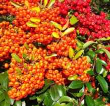 berries